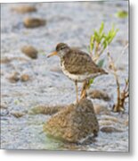 Spotted Sand Piper On The Gros Ventre River Metal Print