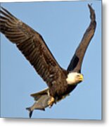 Spring 2023 Eagle With A Fresh Catch Metal Print
