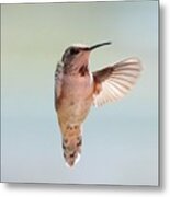 Spring Hug Hummingbird Metal Print