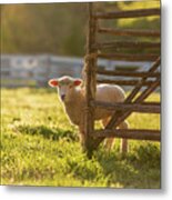 Spring Lamb In The Late Afternoon Metal Print