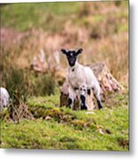 Spring Lambs Metal Print