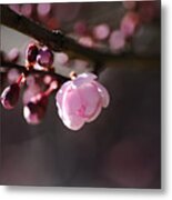 Spring Pink Blossom Metal Print
