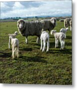 Springtime Babies - High Country Sheep Muster, South Island, New Zealand Metal Print