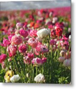 Springtime Delight Metal Print