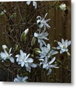 Springtime Magnolia Metal Print