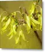 Springtime Sunshine  Forsythia Blossoms Metal Print