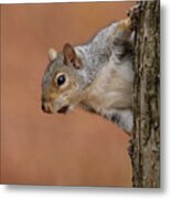 Squirrel In A Tree Metal Print