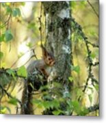 Squirrels In Forest Metal Print