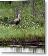 Standing Bold. White-tailed Eagle Metal Print