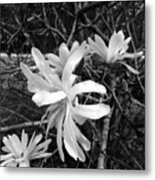 Star Magnolia Metal Print