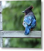 Stellar Jay Watching Metal Print