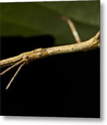 Stick Insect Close-up Metal Print