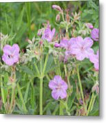 Sticky Geranium Wildflowers - Glacier National Park, Montana Metal Print