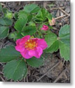 Strawberry Flower Metal Print