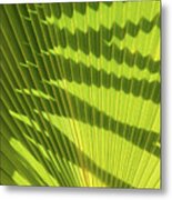 Structure Of Green Palm Leaf With Shadows 2 Metal Print