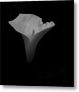 Study In Form  Lily Metal Print