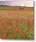 Norfolk Poppy Fields At Sunrise In England Metal Print