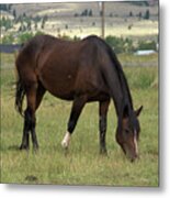 Sturdy Mare At Lunch Metal Print
