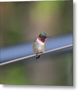 Subtle Hint - Ruby-throated Humming Bird -  Trochilus Colubris Metal Print