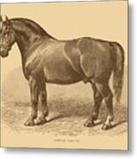 Suffolk Horse Stallion Metal Print