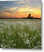 Summer Tranquility Metal Print