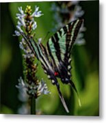 Summer Zebra Swallowtail Metal Print