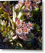 Summertime Succulents Metal Print