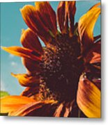 Sun Seeker Sunflower Metal Print