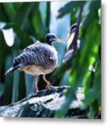 Sunbittern Metal Print