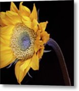 Sunflower 031708 Metal Print