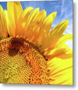 Sunflower #3463 Metal Print