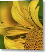 Sunflower 4 Metal Print