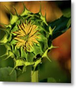 Sunflower Bud Metal Print