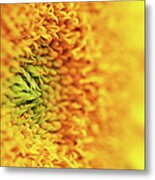 Sunflower Detail Metal Print