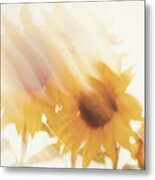 Sunflower Dreams Abstract Metal Print