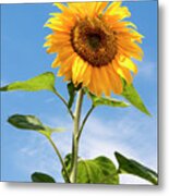 Sunflower Enjoying The Sunshine Metal Print