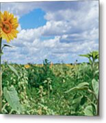 Sunflower Field Panorama Metal Print