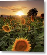 Sunflower Fields Metal Print