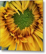 Sunflower Love Metal Print