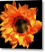 Sunflower Passion Metal Print