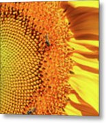 Sunflower Right Metal Print