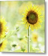 Sunflower Soft Light Metal Print
