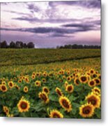 Sunflower Sunrise Metal Print