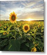 Sunflower Sunset Metal Print