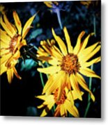 Sunflower Metal Print