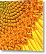 Sunflower - Up Close Metal Print