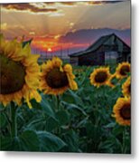 Sunflowers And The Old Barn Metal Print