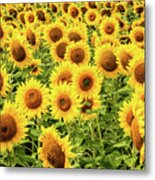 Sunflowers As Far As The Eye Can See Metal Print