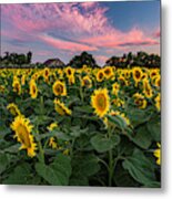 Sunflowers At Sunset Metal Print
