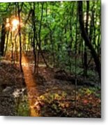 Sunlight In The Forest Metal Print